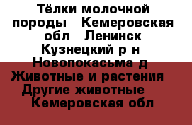 Тёлки молочной породы - Кемеровская обл., Ленинск-Кузнецкий р-н, Новопокасьма д. Животные и растения » Другие животные   . Кемеровская обл.